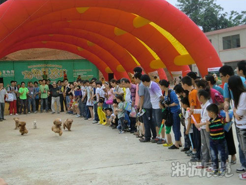 長(zhǎng)沙生態(tài)動(dòng)物園“寵物狂歡節(jié)”全場(chǎng)布置